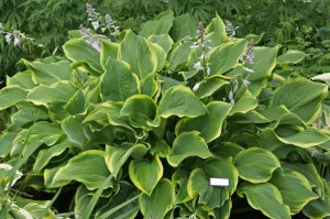 Abba Dabba Do Hosta