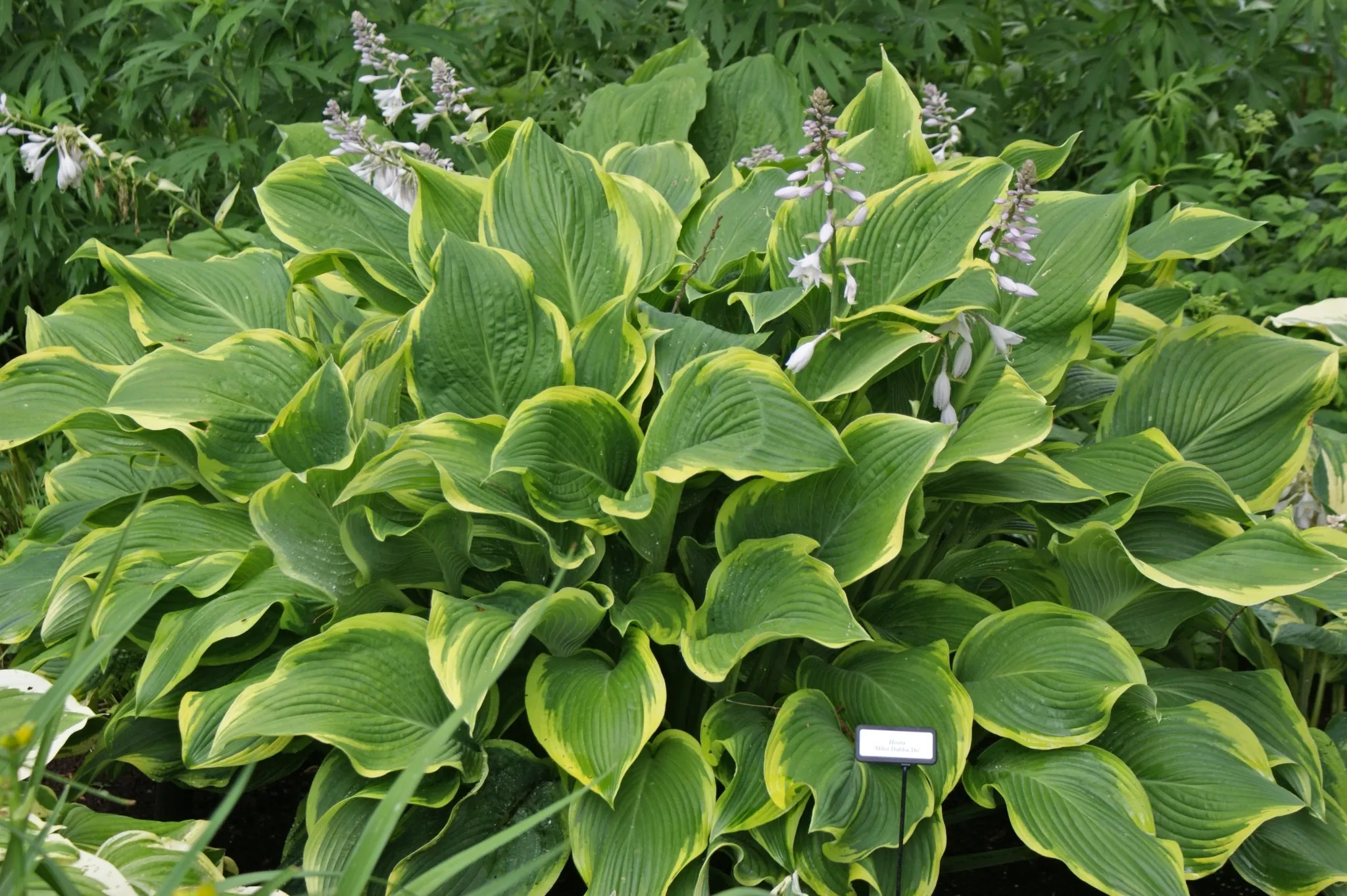 Abba Dabba Do Hosta