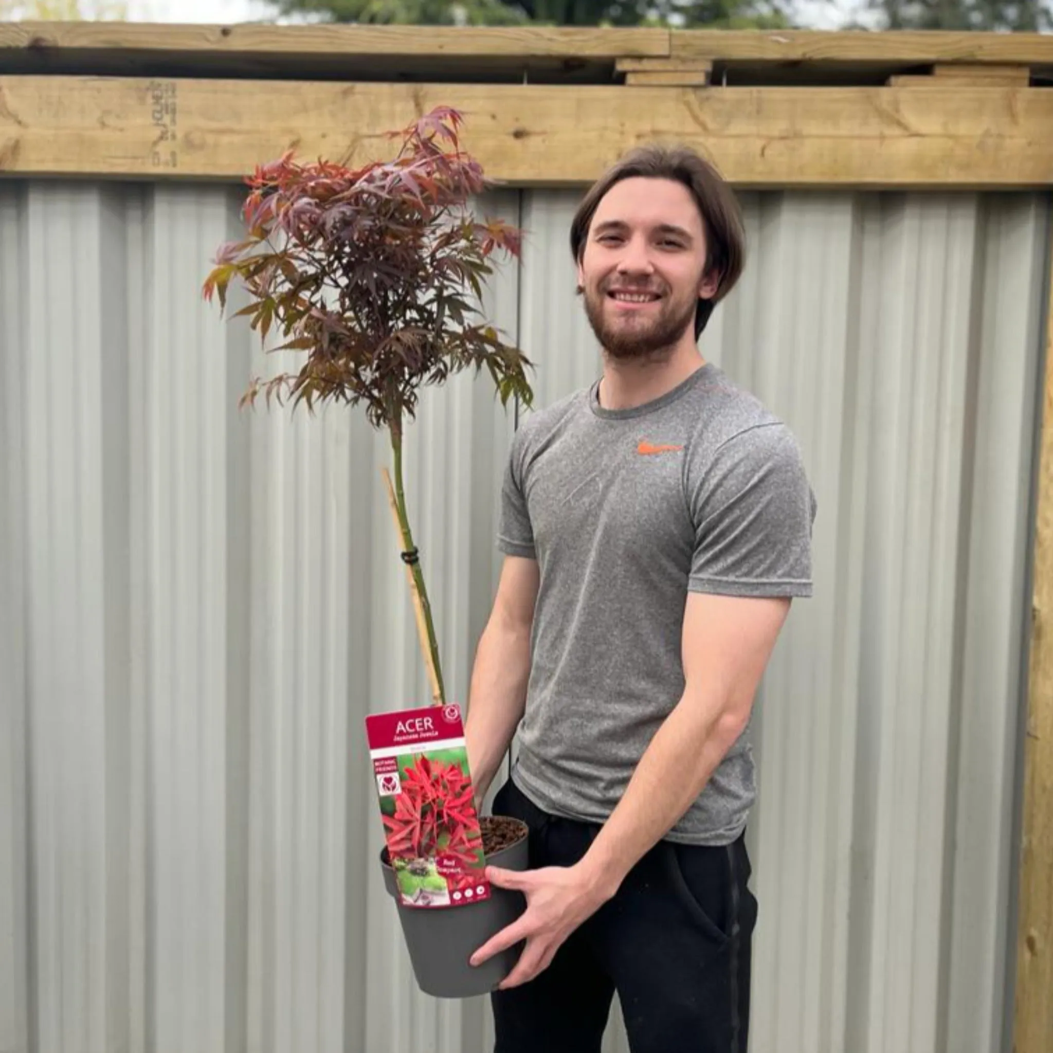 Acer palmatum 'Shaina' Standard (100cm)