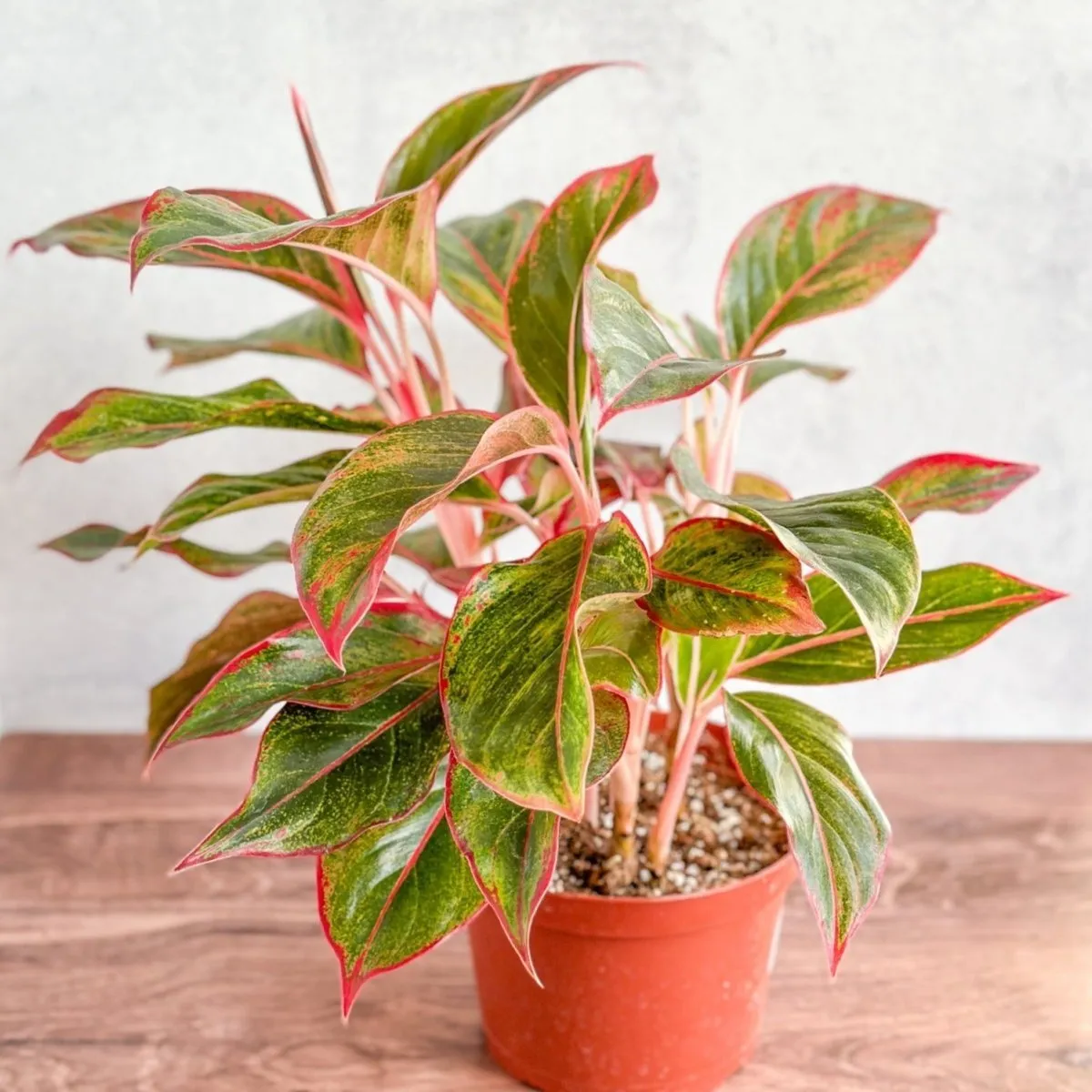 Aglaonema 'Siam Aurora Red' Chinese Evergreen -  Various Sizes