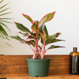 Aglaonema 'Siam Aurora Red' Chinese Evergreen -  Various Sizes