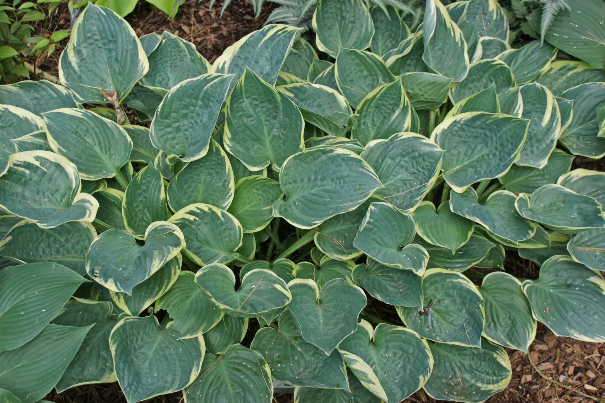 Crusader Hosta