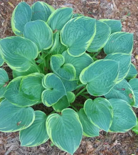 Crusader Hosta