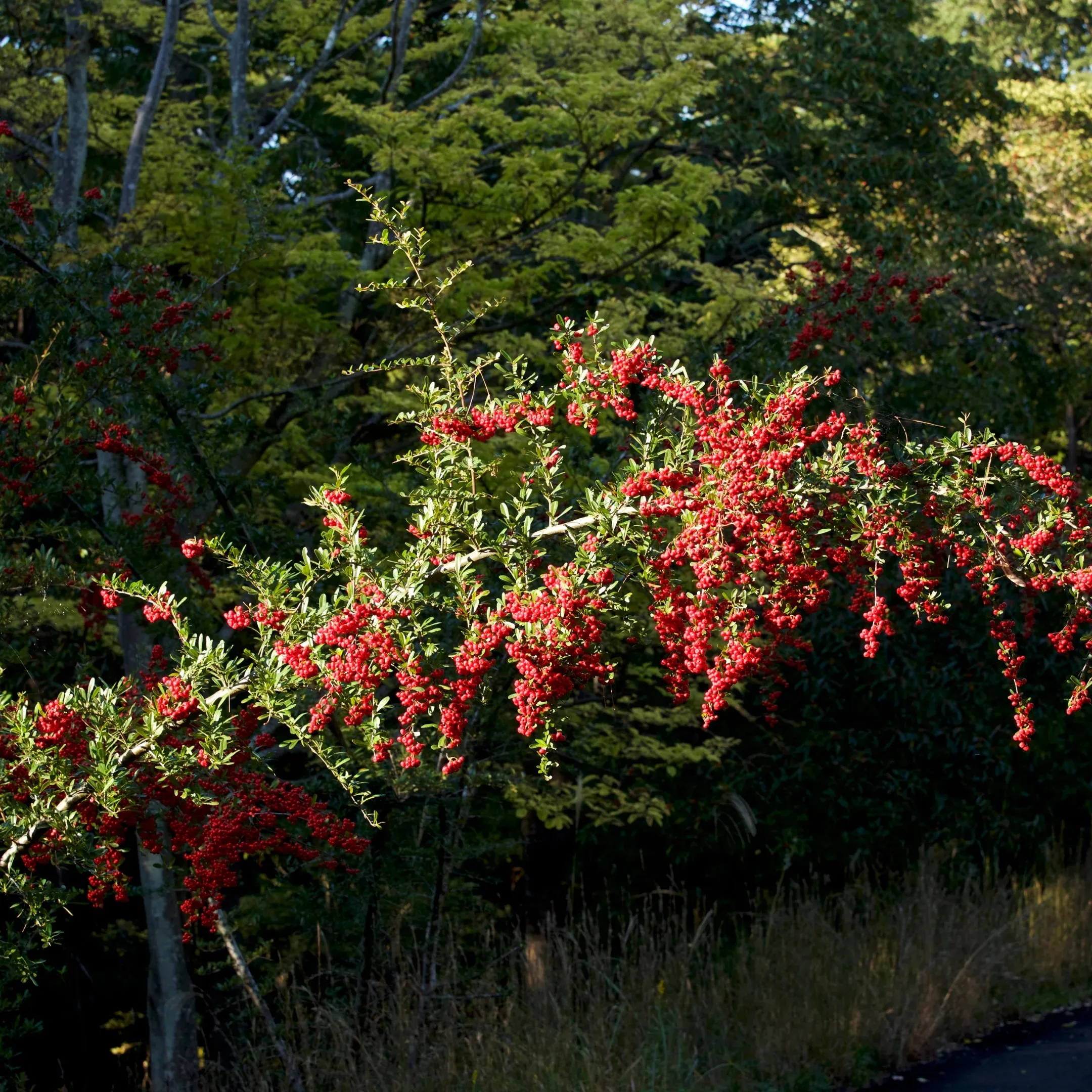 Firethorns Vine