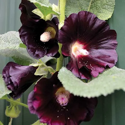 Flower, Black Hollyhock Seeds