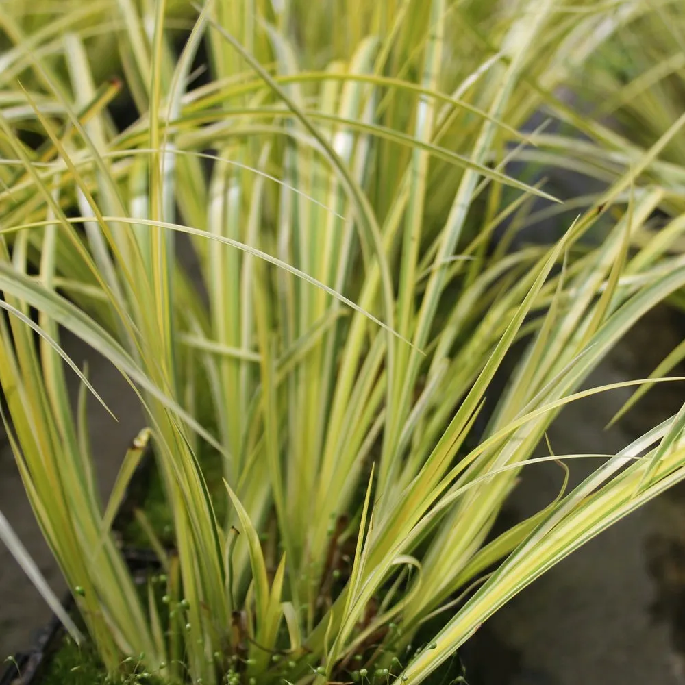 Golden Variegated Sweet Flag (Acorus gramineus 'Ogon')