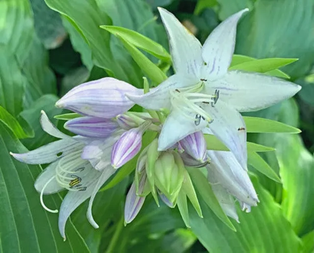 Green Fountain Hosta