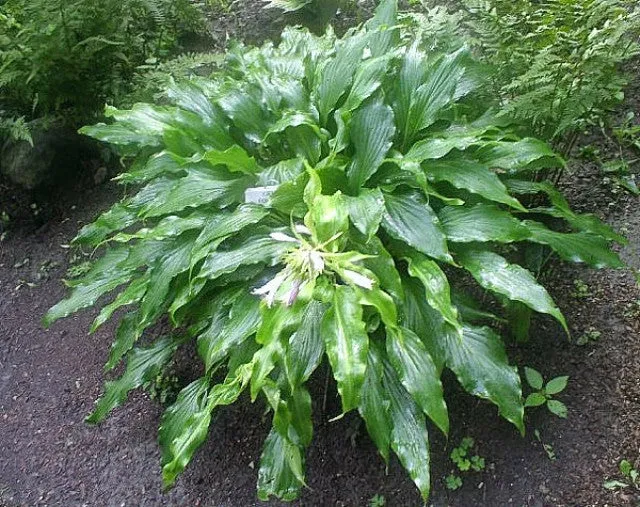 Green Fountain Hosta