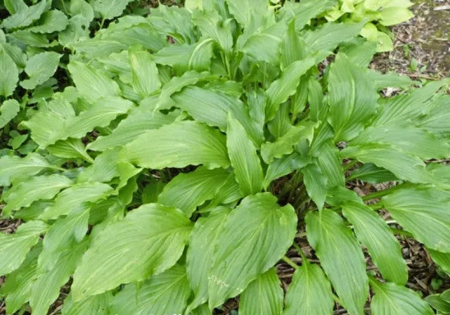 Green Fountain Hosta