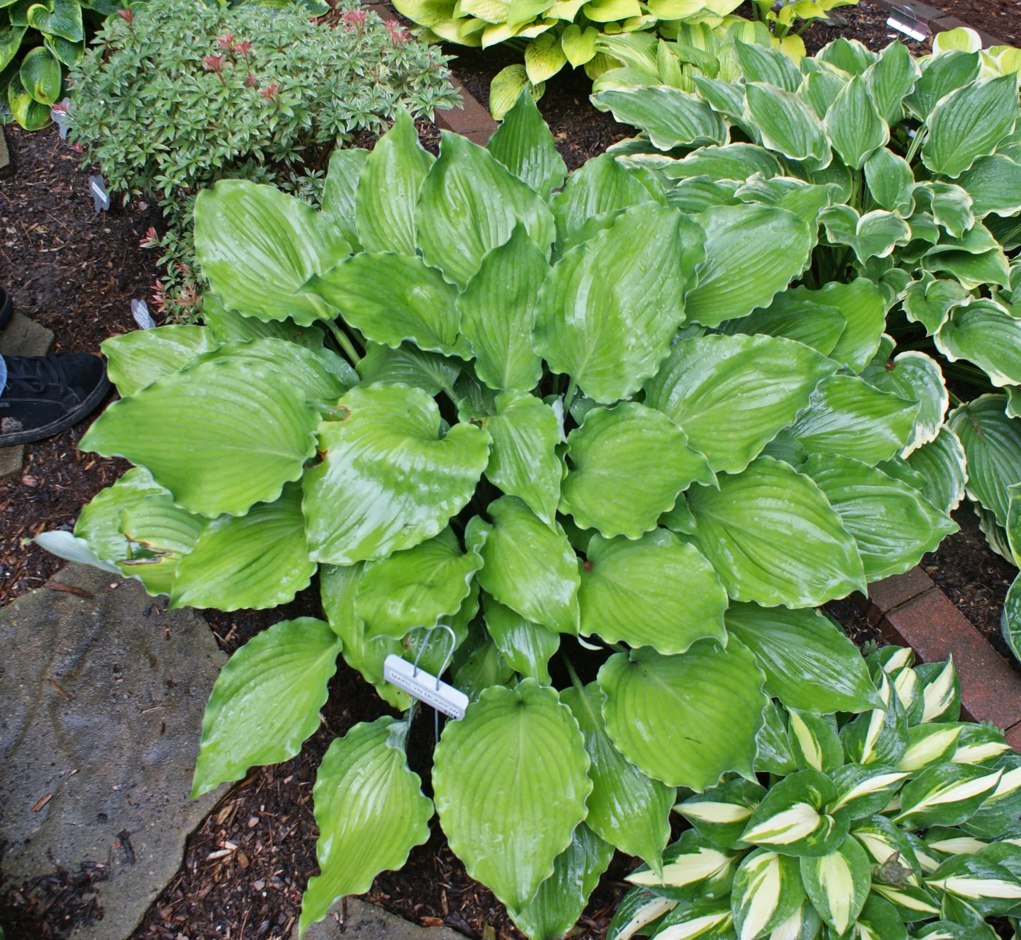 Marilyn Monroe Hosta