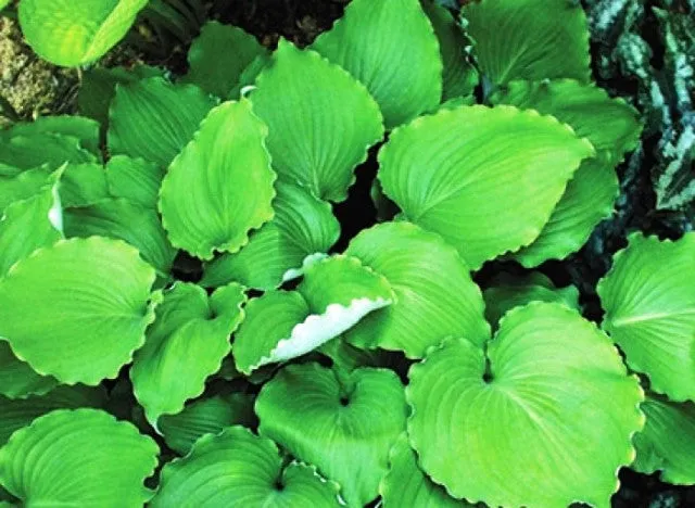 Marilyn Monroe Hosta