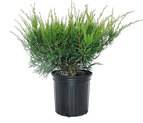 Sea Green Juniper