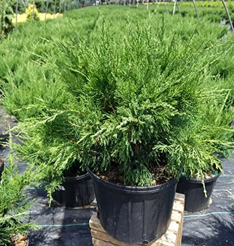 Sea Green Juniper