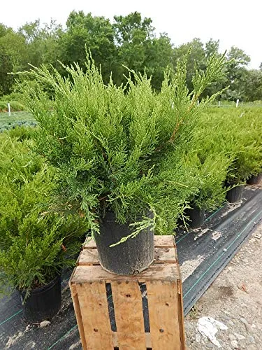 Sea Green Juniper