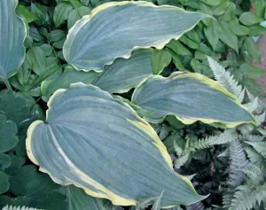 Sultans of Swing Hosta