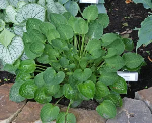 Teaspoon Hosta