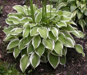 Touchstone Hosta