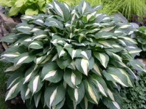 White Bikini Hosta